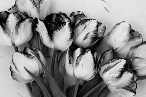 Slika proljetni tulipani u crno-bijelom dizajnu