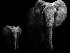 Slika mali slon i slonica