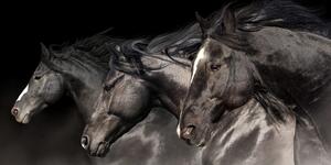Slika tri konja u galopu
