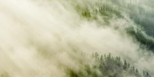 Slika maglovita šuma