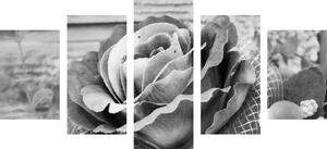 5-dijelna slika elegantna vintage ruža u crno-bijelom dizajnu