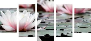 5-dijelna slika lotosov cvijet