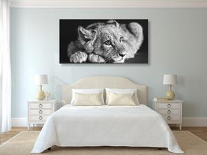 Slika mladunče lava u crno-bijelom dizajnu