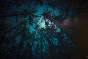 Tapeta noć u šumi