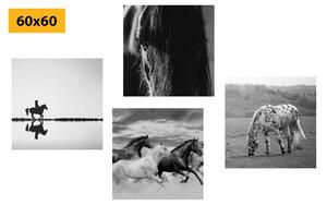 Set slika za ljubitelje konja u crno-bijelom dizajnu
