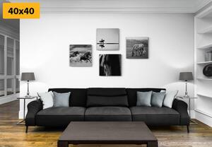 Set slika za ljubitelje konja u crno-bijelom dizajnu