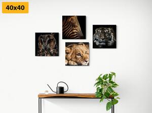 Set slika divlje životinje