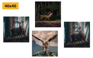 Set slika ljepota šumskih životinja