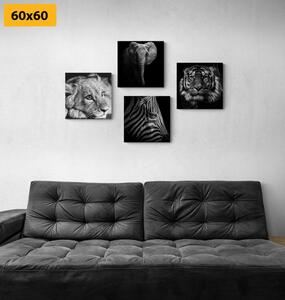 Set slika divlje životinje u crno-bijelom dizajnu