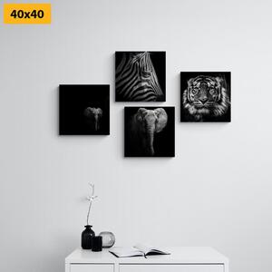 Set slika životinje u crno-bijelom stilu
