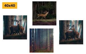 Set slika čarolija šumskih životinja