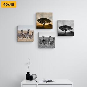 Set slika životine koje žive u savani