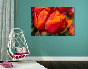Slika prekrasni tulipani na livadi