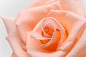 Slika ruža u tonu breskve
