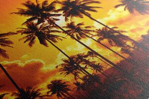 Slika kokosove palme na plaži