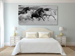 Slika krdo konja u crno-bijelom dizajnu