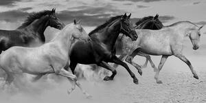 Slika krdo konja u crno-bijelom dizajnu