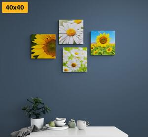 Set slika divno cvijeće na livadi