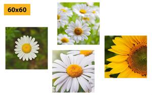 Set slika livadsko cvijeće