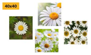 Set slika čarobno cvijeće
