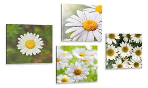 Set slika čarobno cvijeće