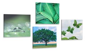 Set slika priroda puna zelenila