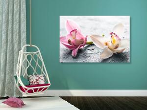 Slika dva šarena cvijeta orhideje