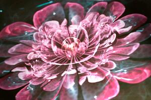Slika magični ružičasti cvijet