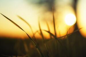 Slika sunce u zalasku u travi