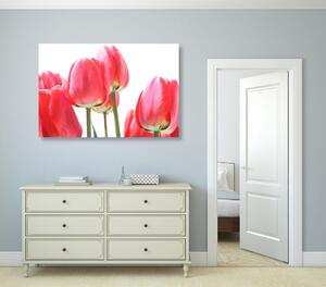 Slika crveni poljski tulipani
