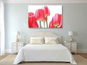Slika crveni poljski tulipani