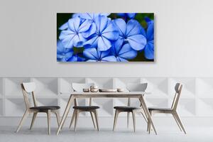 Slika slikovito plavo cvijeće