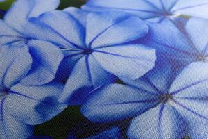 Slika slikovito plavo cvijeće