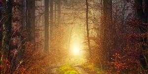 Slika svjetlo u šumi