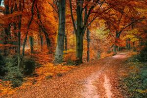 Slika šuma u jesenje doba