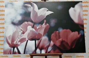 Slika proljetni tulipani u parku