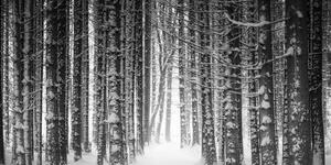Slika šuma obavijena snijegom u crno-bijelom dizajnu