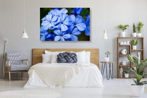 Slika divlje plavo cvijeće