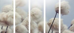 5-dijelna slika arktički cvjetovi pamuka