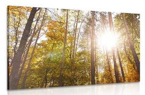 Slika šuma u jesenjim bojama
