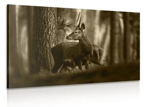 Slika jelen u borovoj šumi u sepijastom tonu