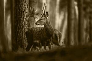 Slika jelen u borovoj šumi u sepijastom tonu