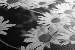 Slika tratinčice u vrtu u crno-bijelom dizajnu