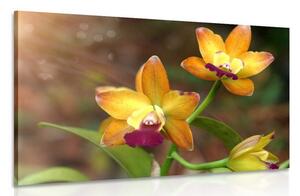 Slika narančasta orhideja
