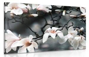 Slika magnolije koja se budi