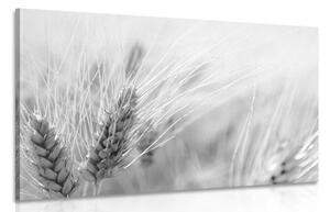 Slika pšenično polje u crno-bijelom dizajnu