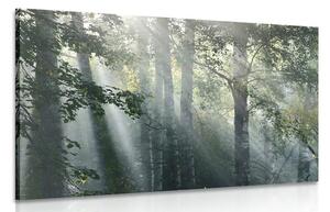 Slika sunčeve zrake u maglovitoj šumi