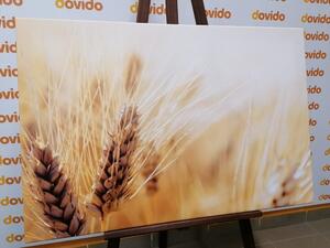 Slika pšenično polje