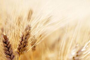 Slika pšenično polje