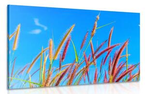 Slika divlja trava pod plavim nebom